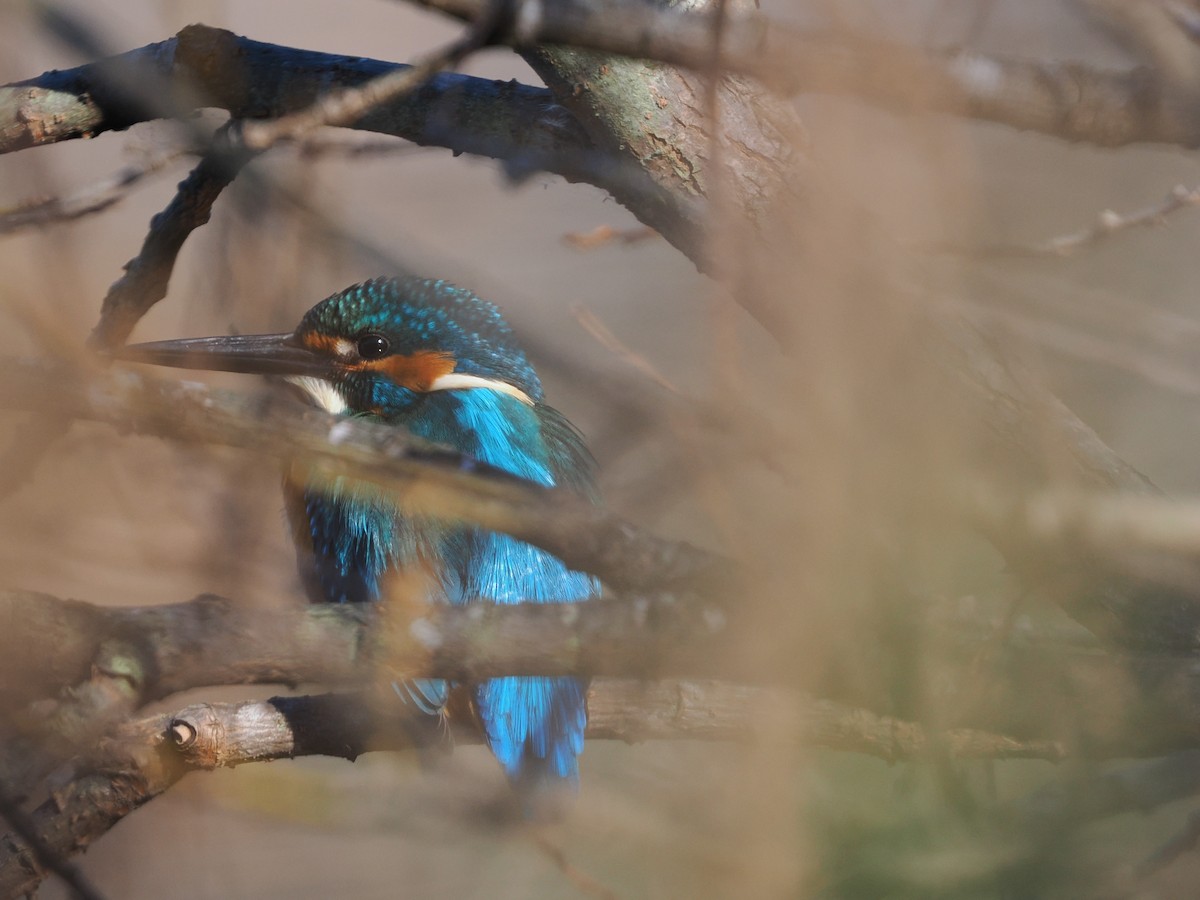 Рибалочка блакитний - ML646506577