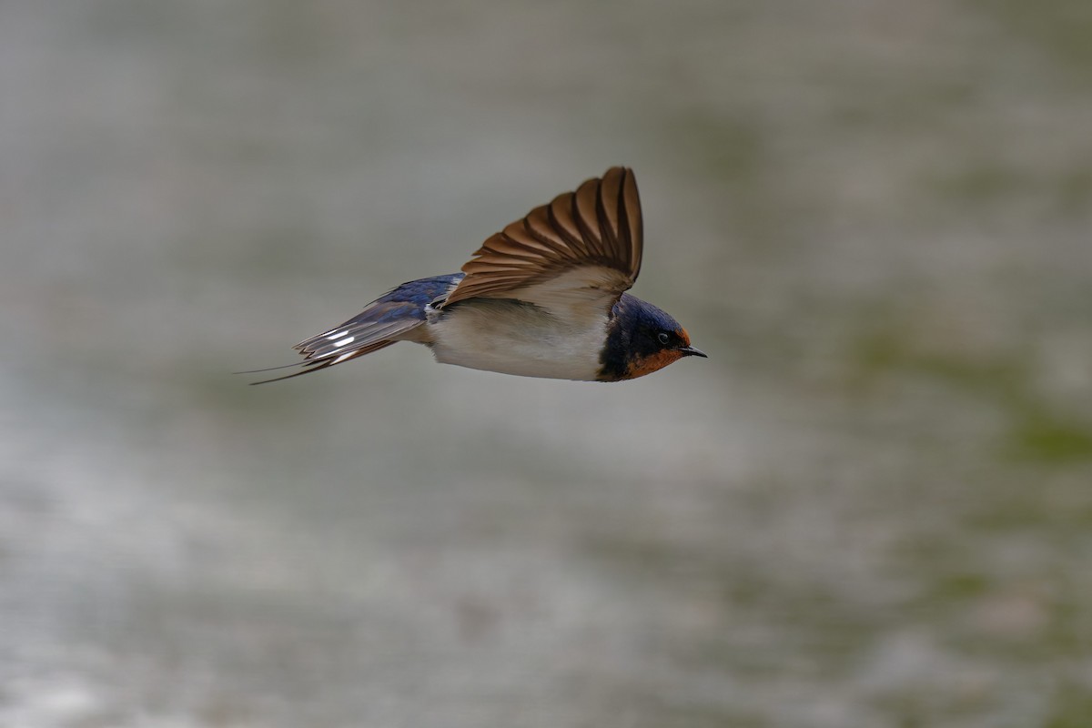 Barn Swallow - ML646506578