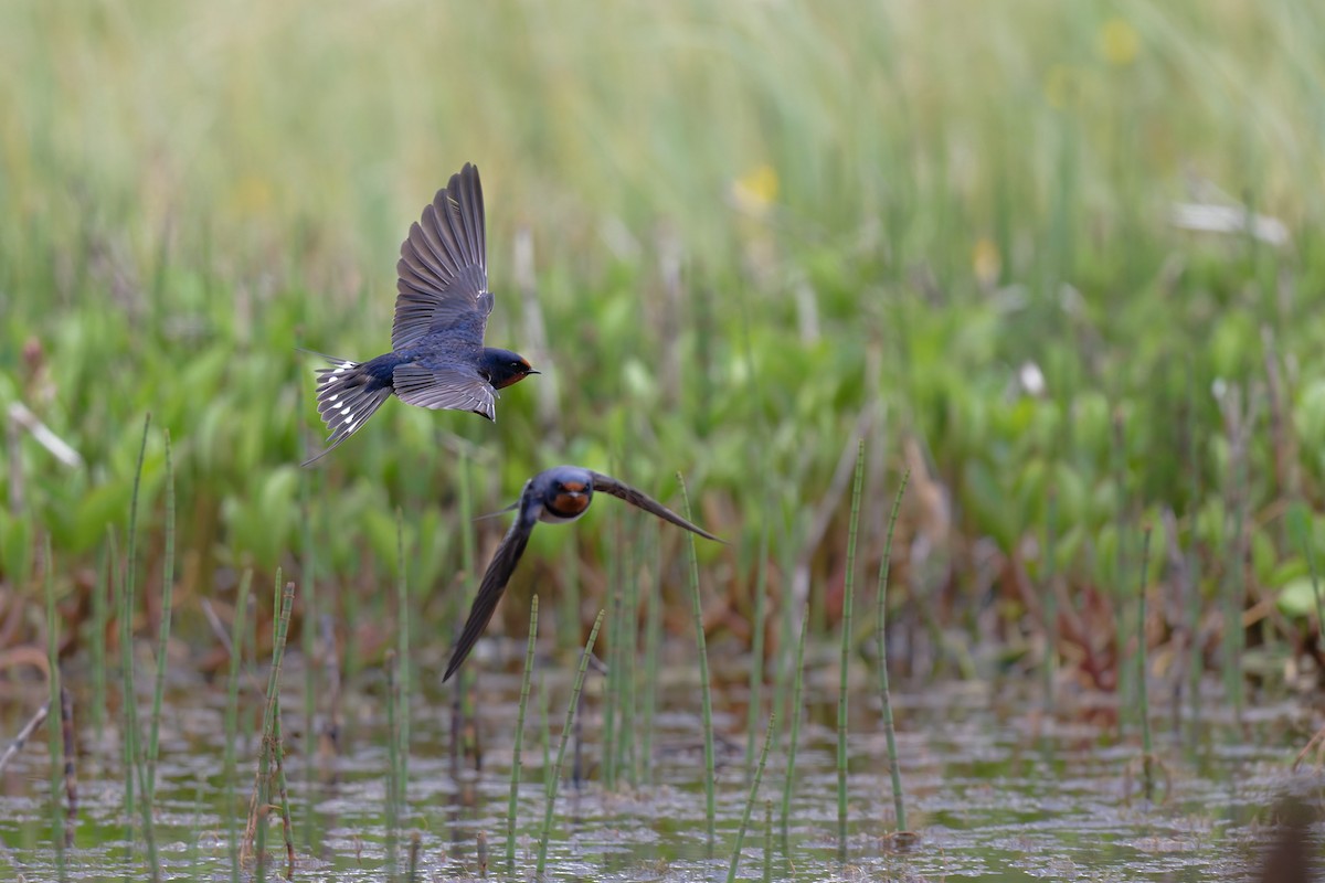 Barn Swallow - ML646506579