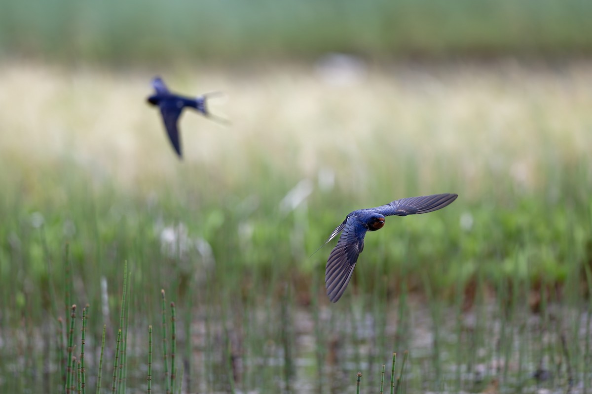 Barn Swallow - ML646506580