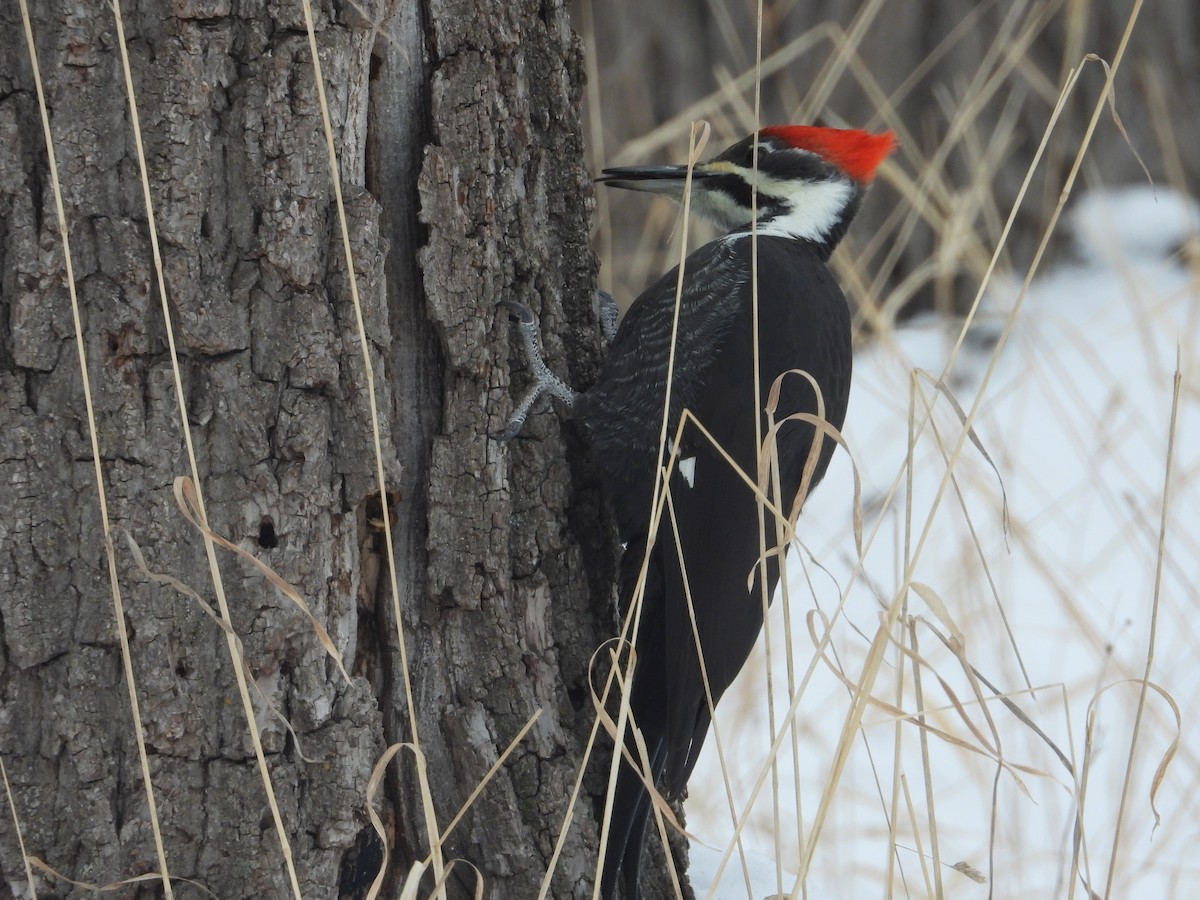 Жовна північна - ML646506581