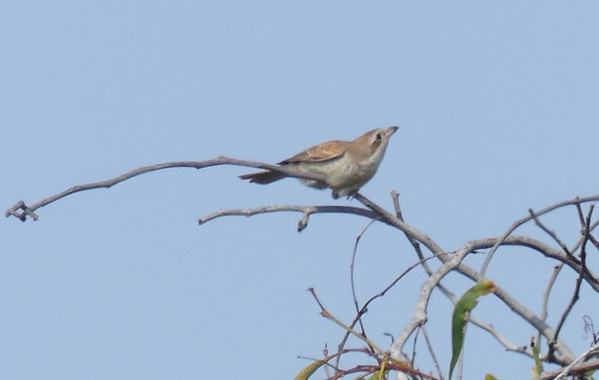 Red-backed Shrike - ML646506583