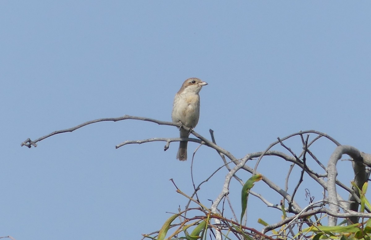 Red-backed Shrike - ML646506584