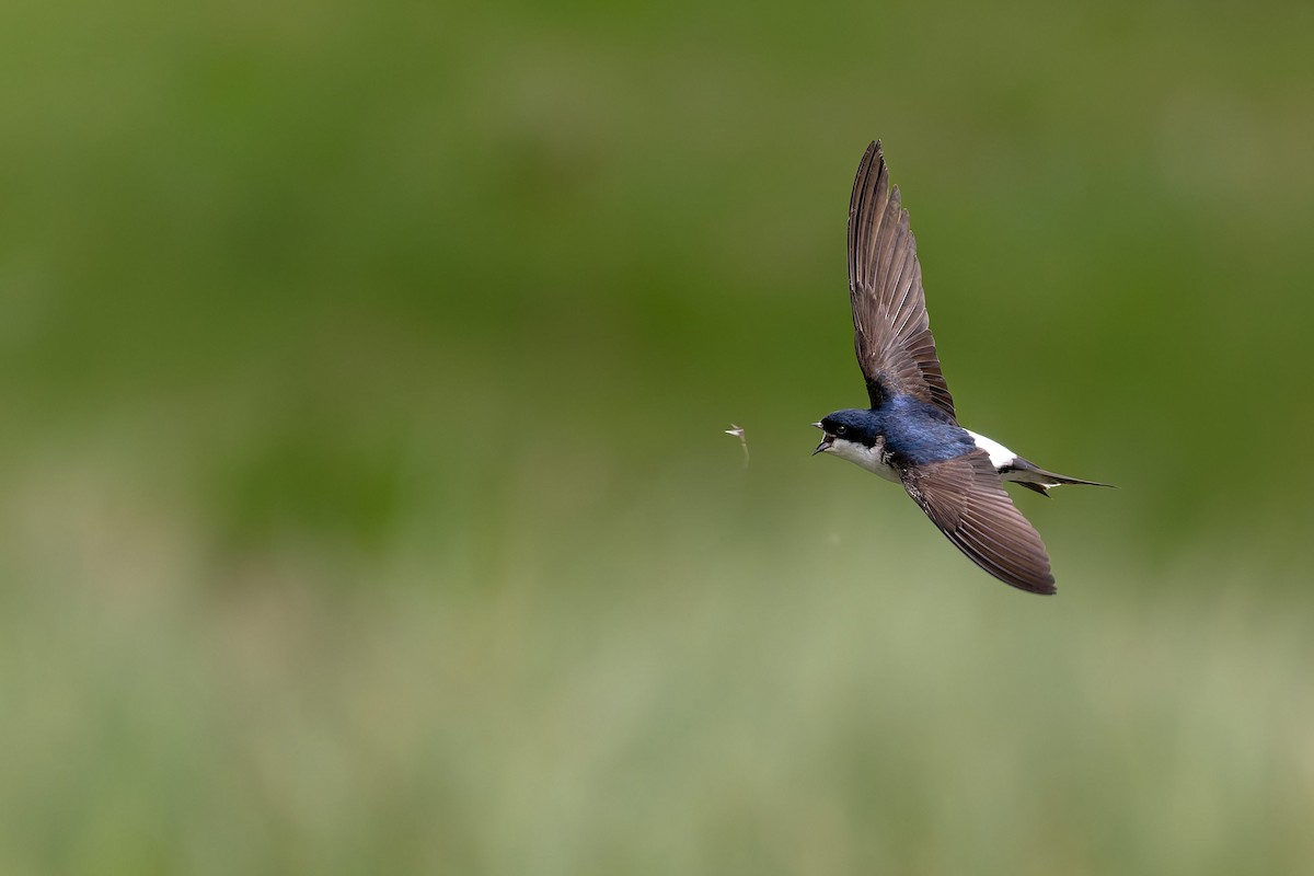 Western House-Martin - ML646506585