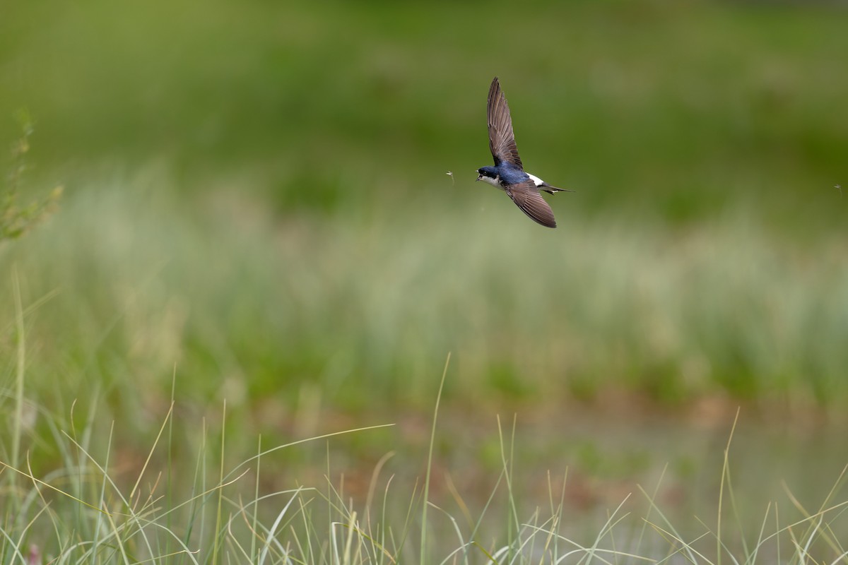Western House-Martin - ML646506588