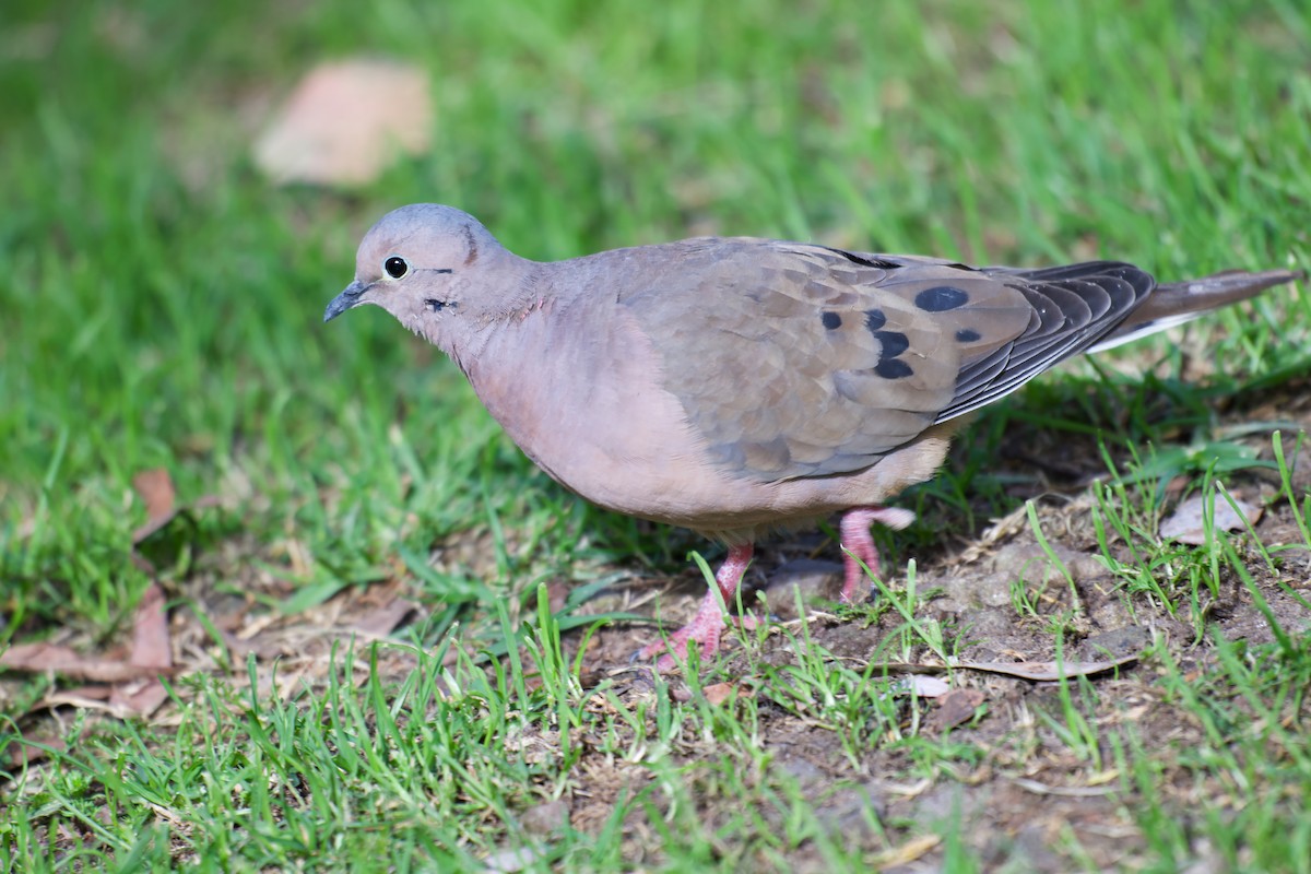 Eared Dove - ML646506591