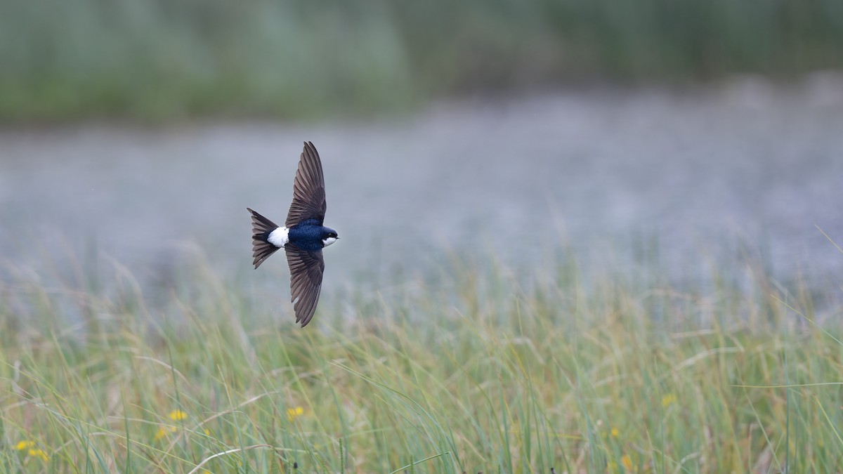 Western House-Martin - ML646506592