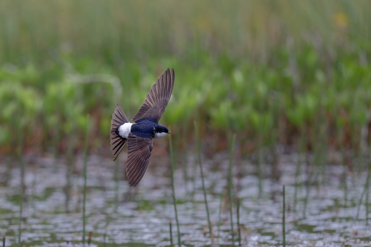 Western House-Martin - ML646506593
