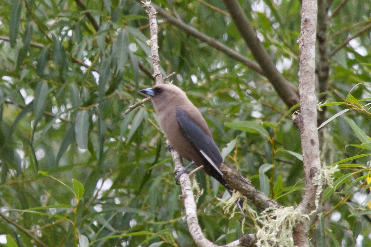 Artamo Sombrío - ML646506594