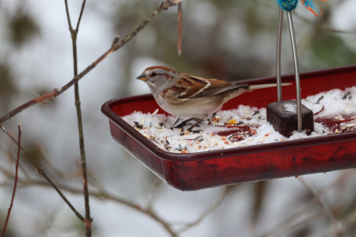 American Tree Sparrow - ML646506595