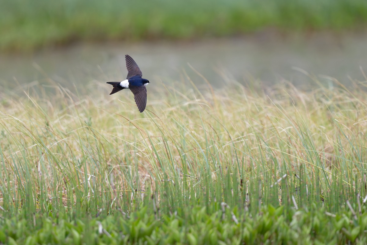Western House-Martin - ML646506596