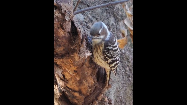 Japanese Pygmy Woodpecker - ML646506597