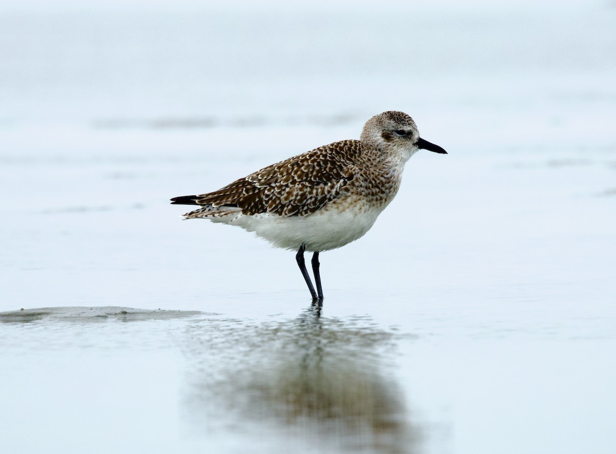 Black-bellied Plover - ML646506598