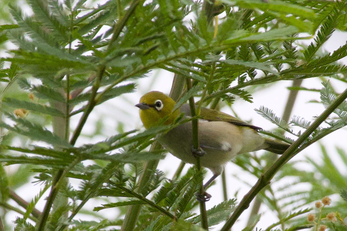 Silvereye - ML646506604