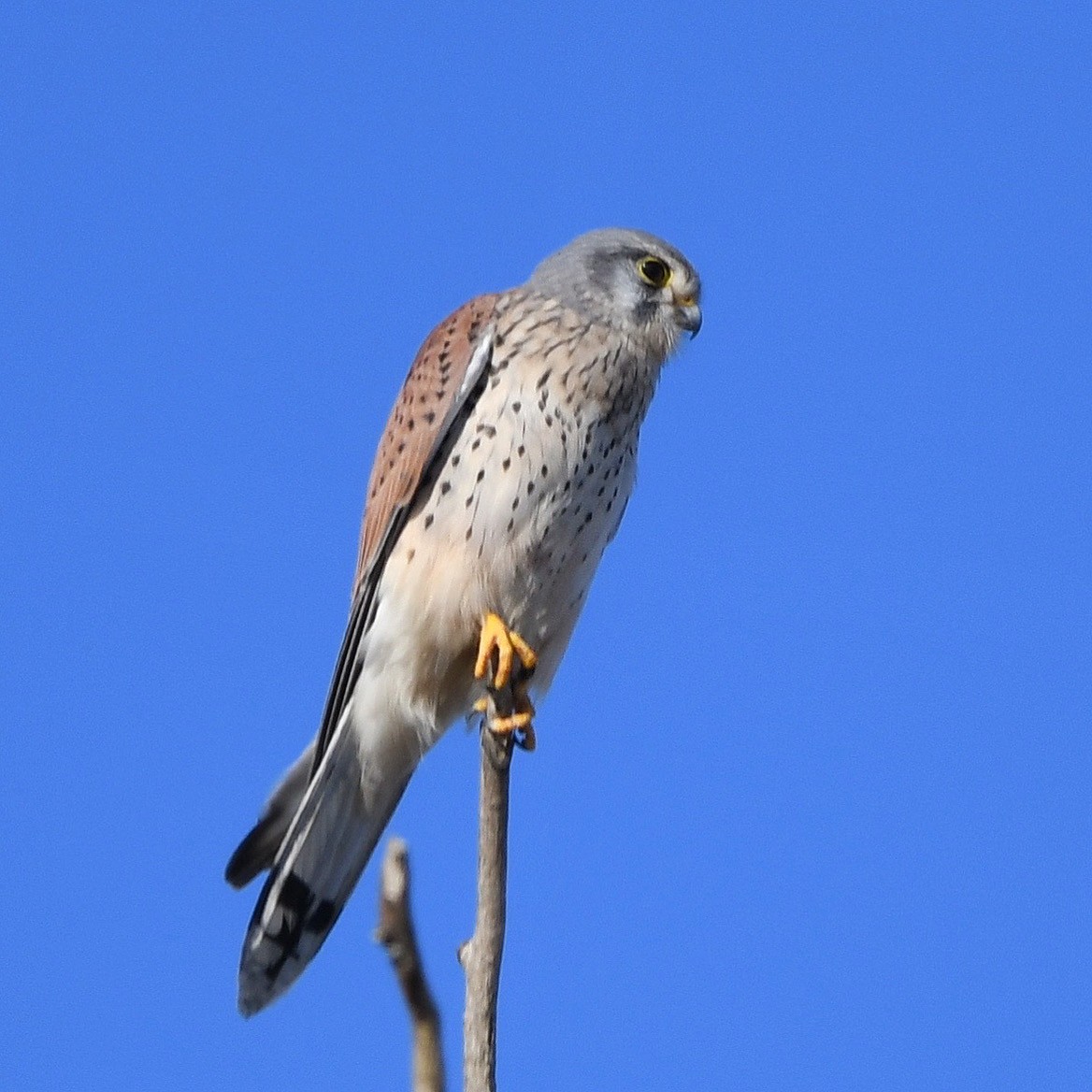 tårnfalk - ML646506607