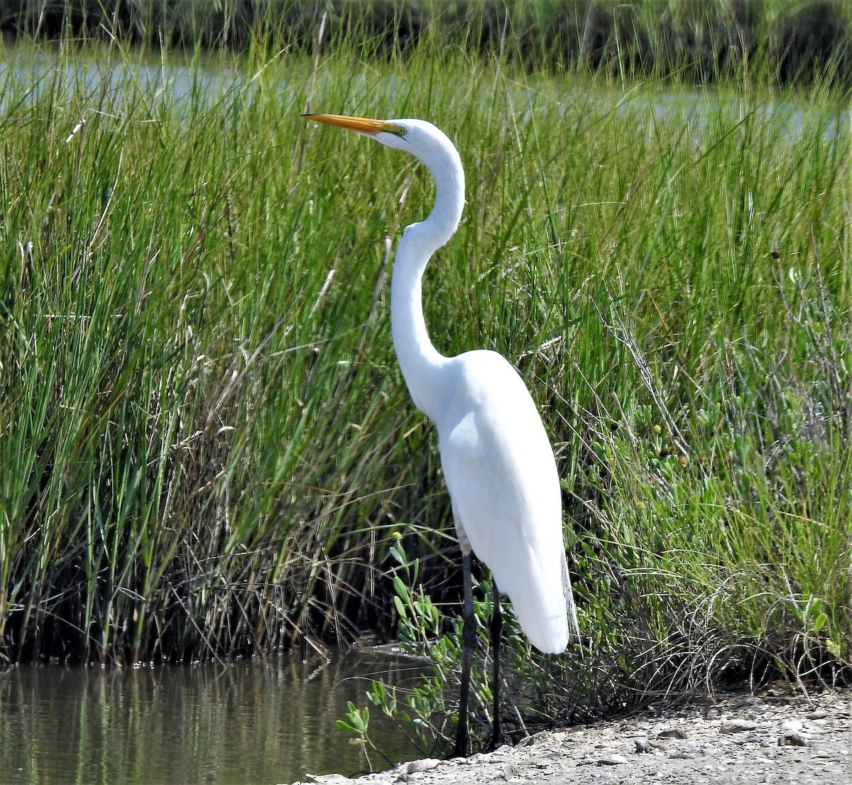 Great Egret - ML64650661