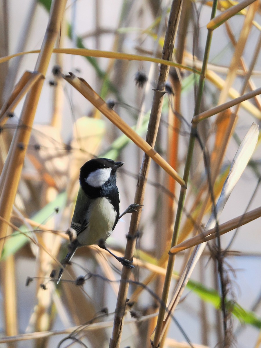 Asian Tit - ML646506610