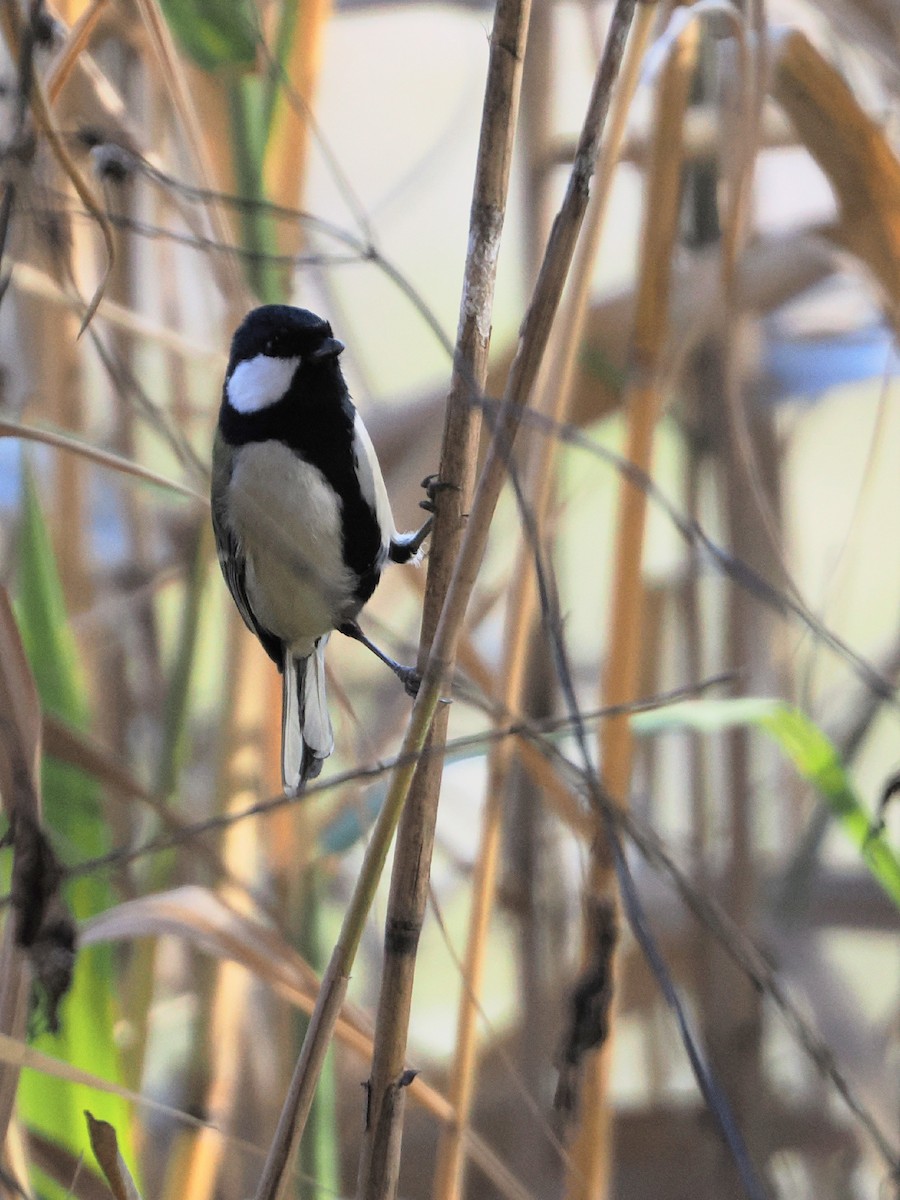 Asian Tit - ML646506611