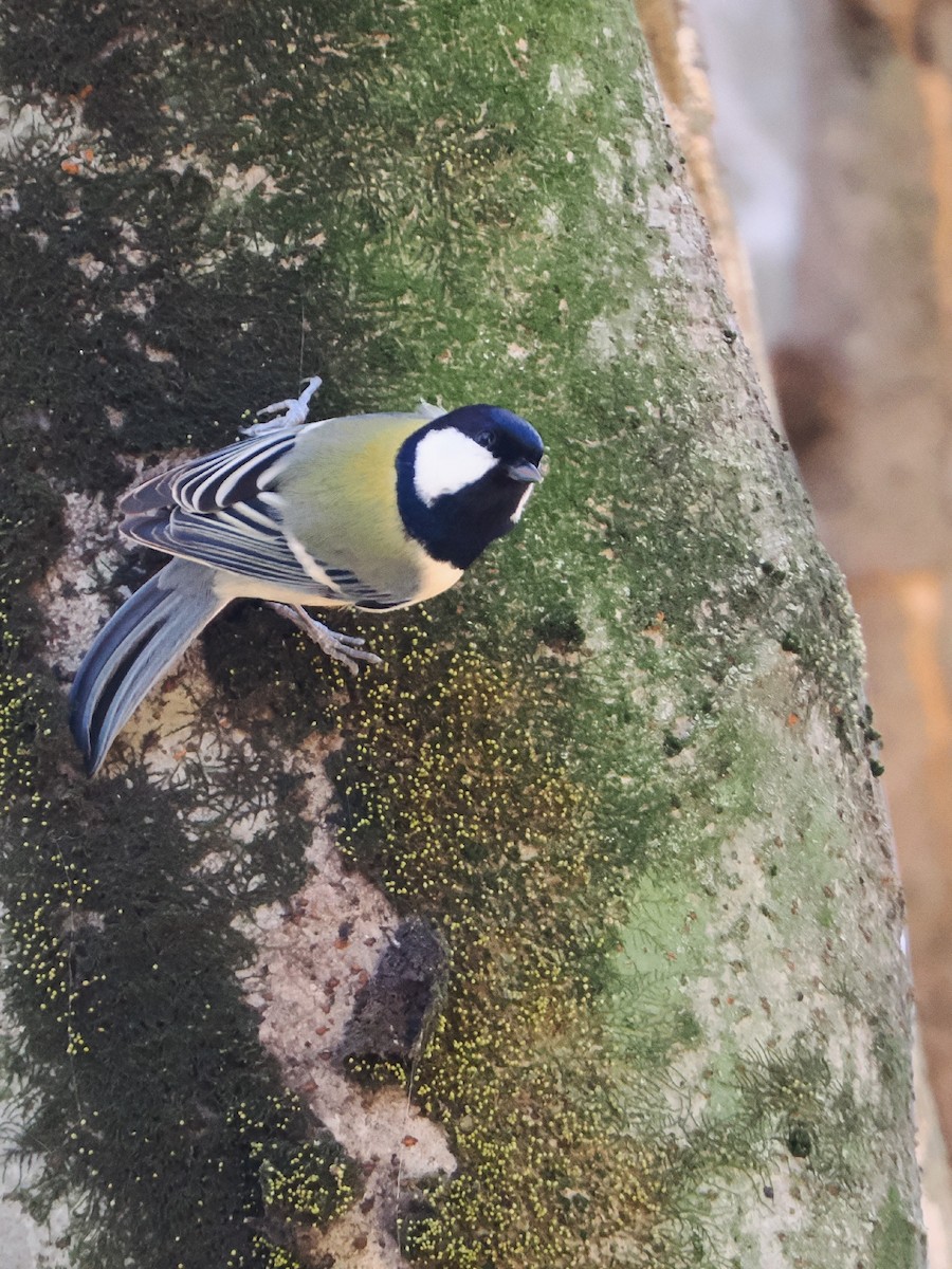 Asian Tit - ML646506612