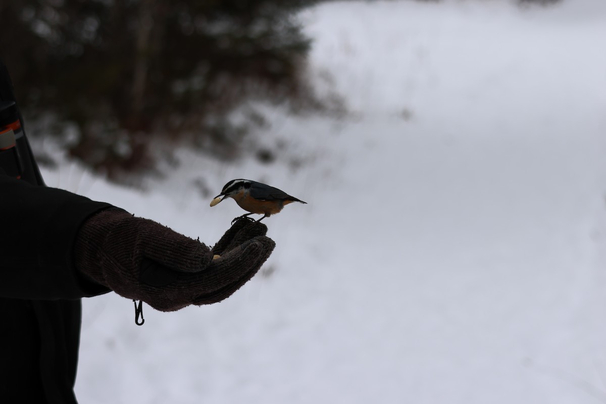 Red-breasted Nuthatch - ML646506618
