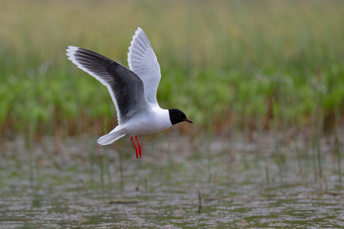 Little Gull - ML646506630