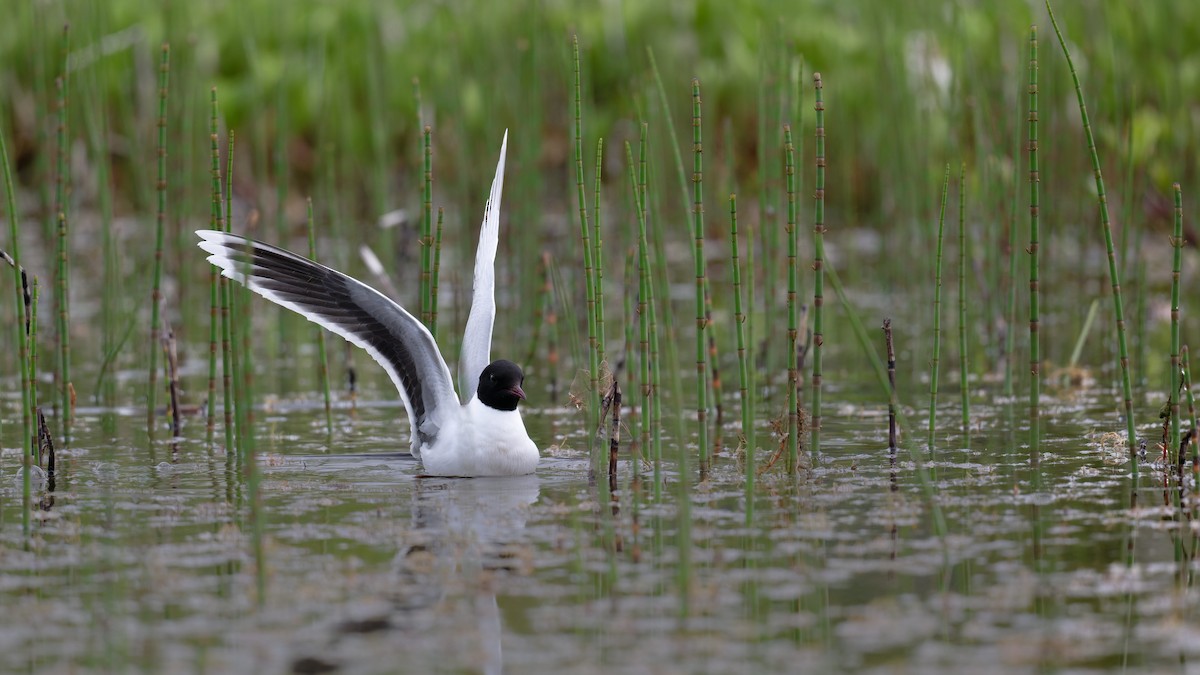 Little Gull - ML646506631