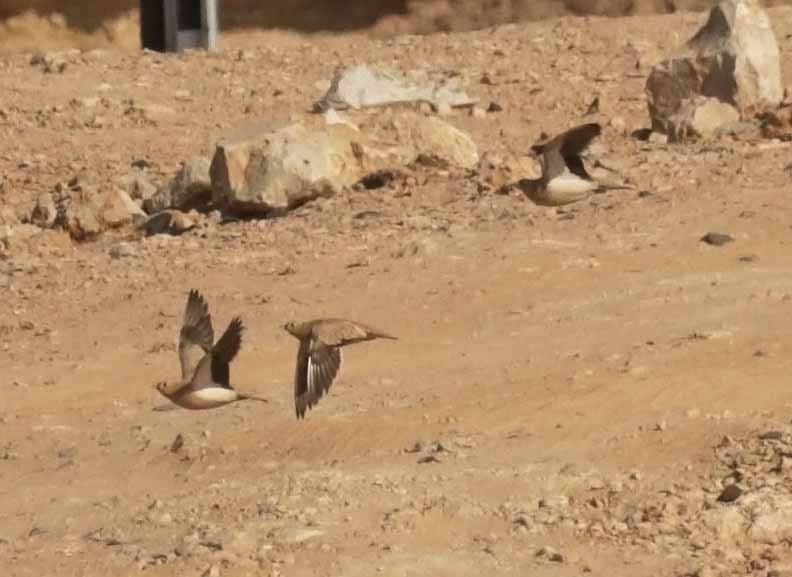 קטת כתר - ML646506634