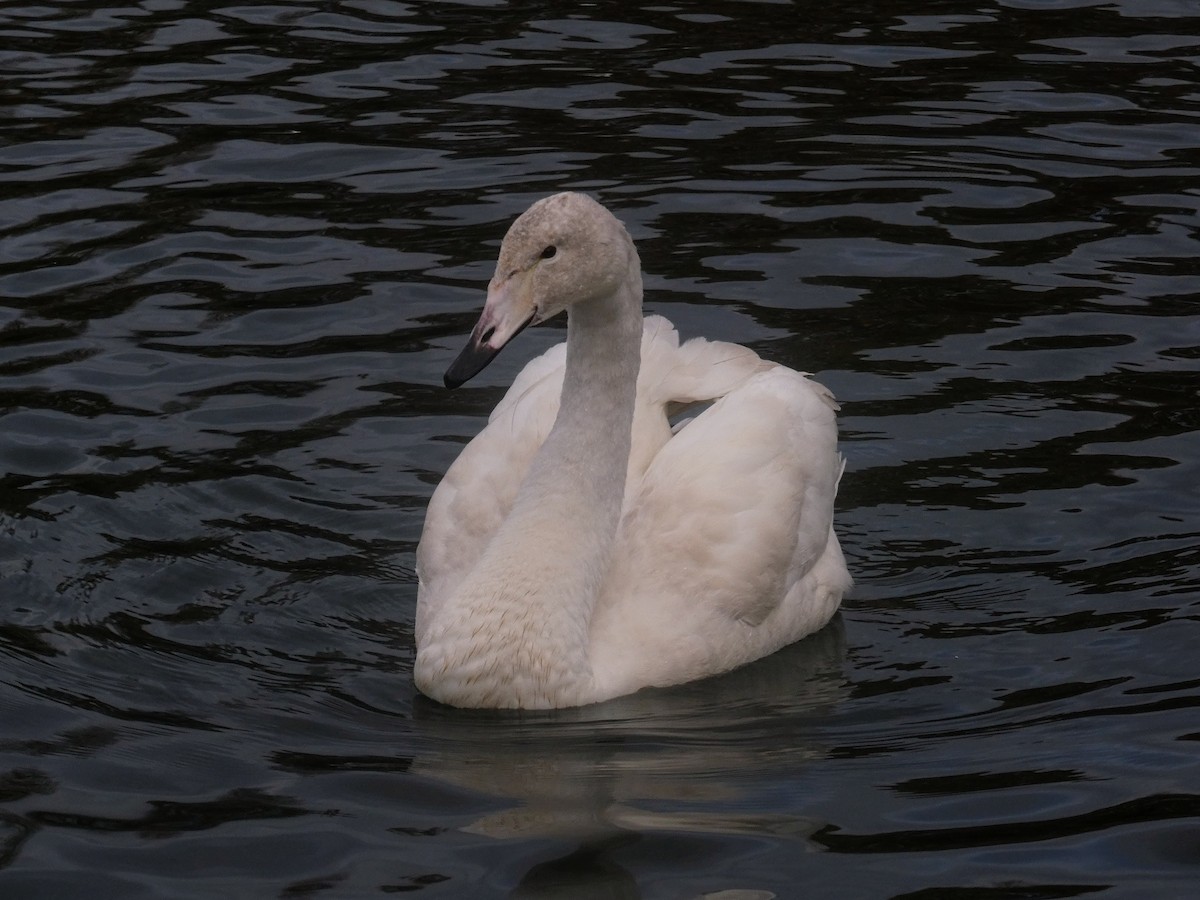 Whooper Swan - ML646506636