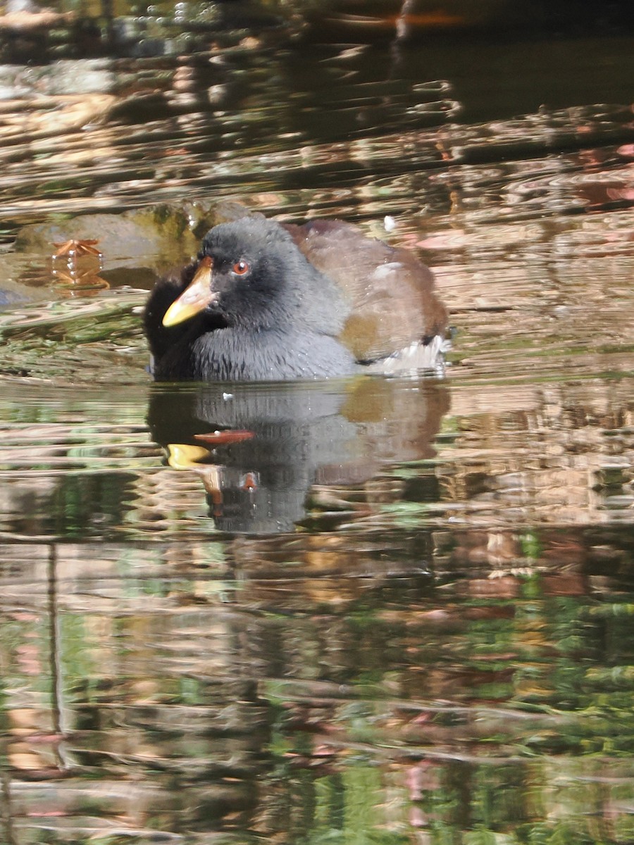 Eurasian Moorhen - ML646506645