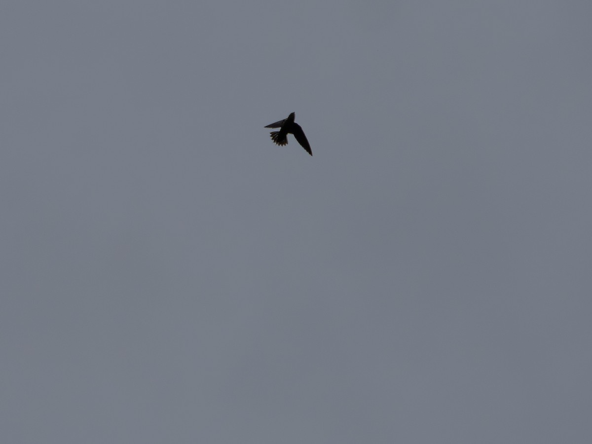 Gray-rumped Swift - ML646506650