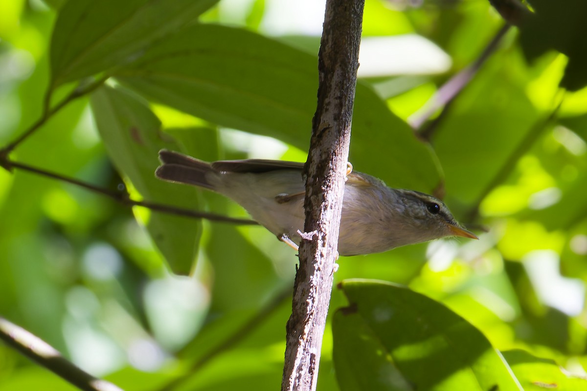 Mosquitero sp. - ML646506652