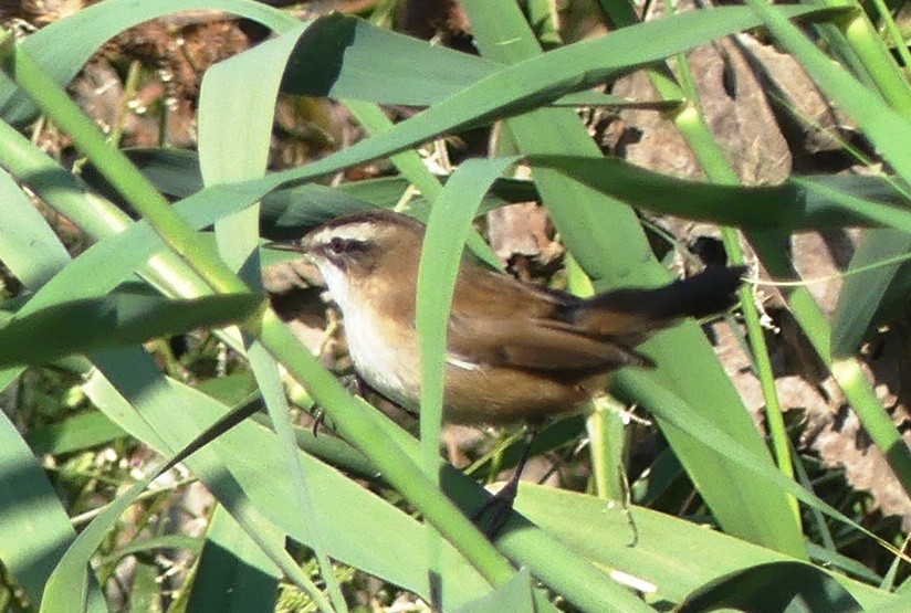 Moustached Warbler - ML646506653