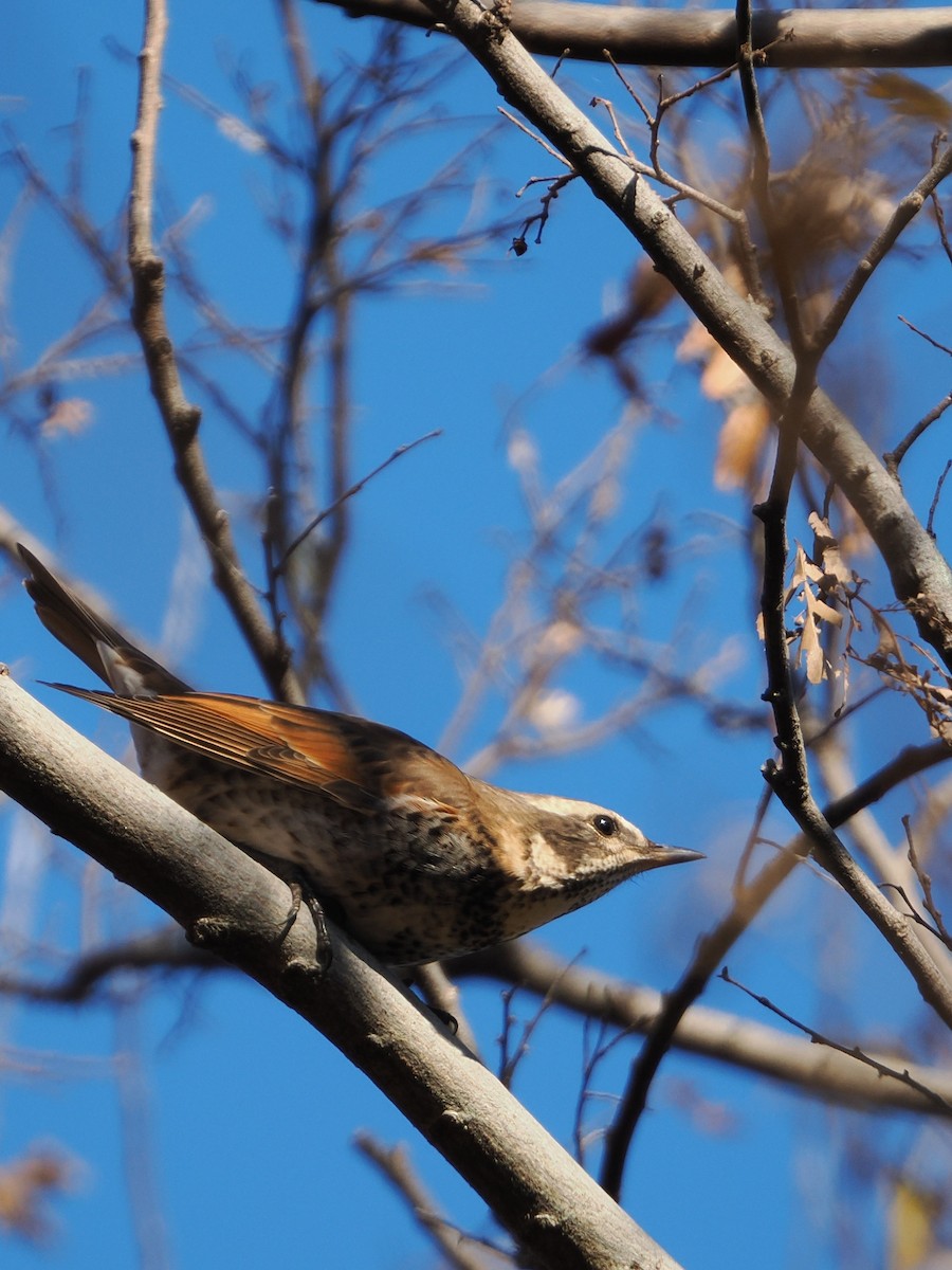 Dusky Thrush - ML646506658