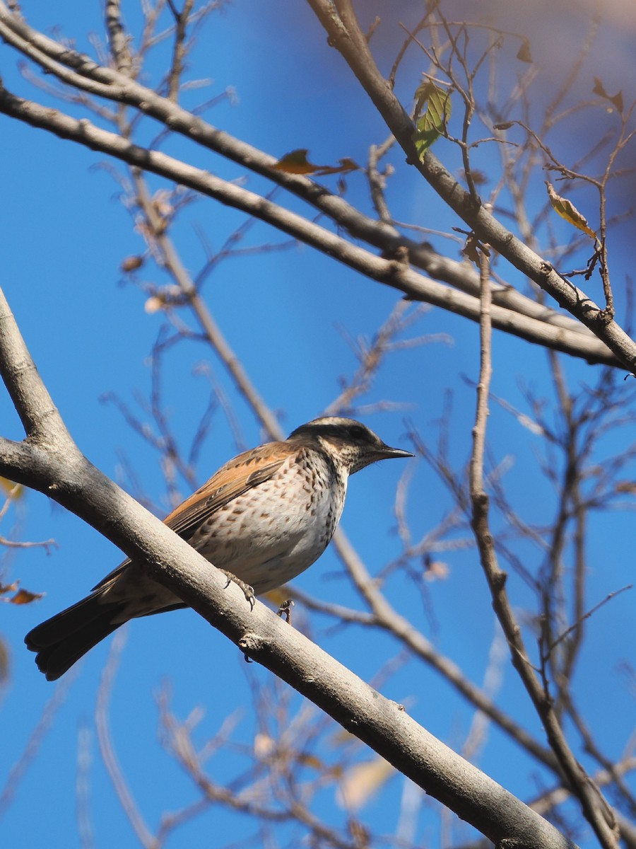 Dusky Thrush - ML646506659