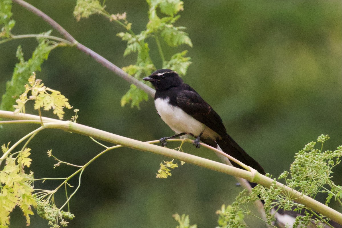 Willie-wagtail - ML646506660