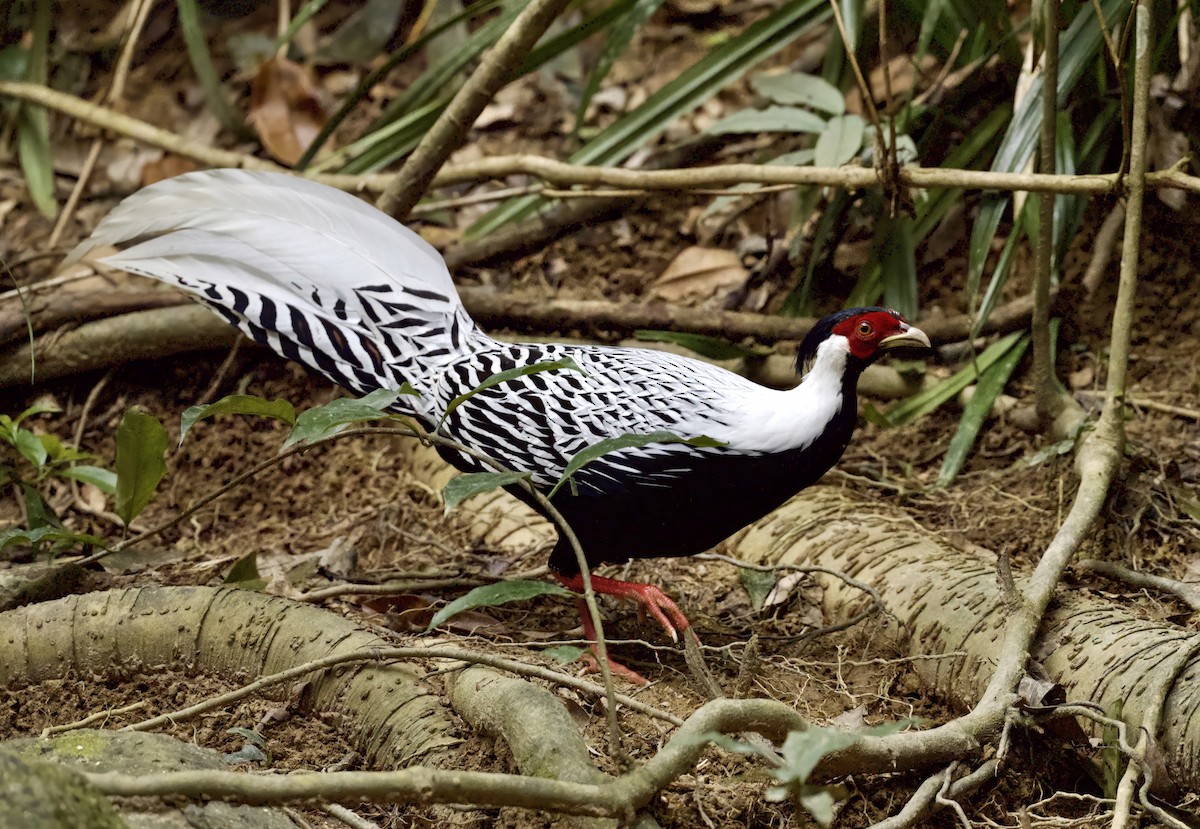 Silver Pheasant - ML646506665