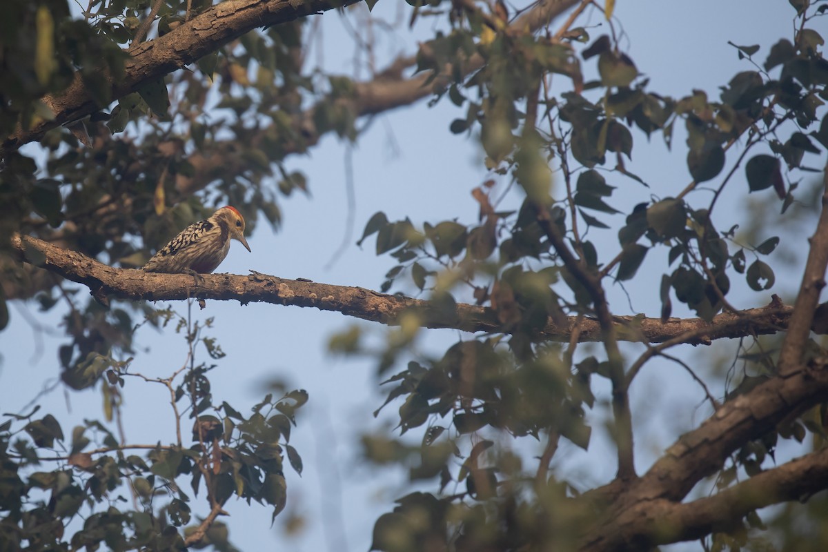 ildkronespett - ML646506666