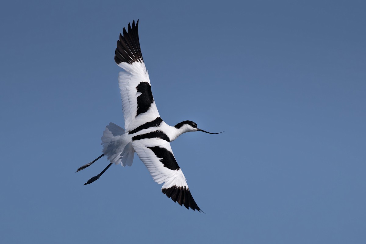 Pied Avocet - ML646506667