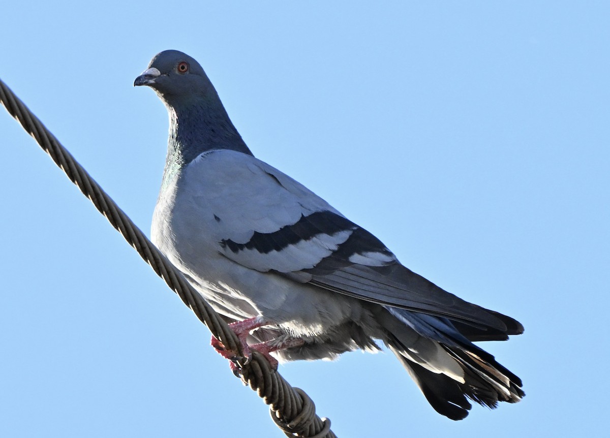 יונת בית - ML646506669