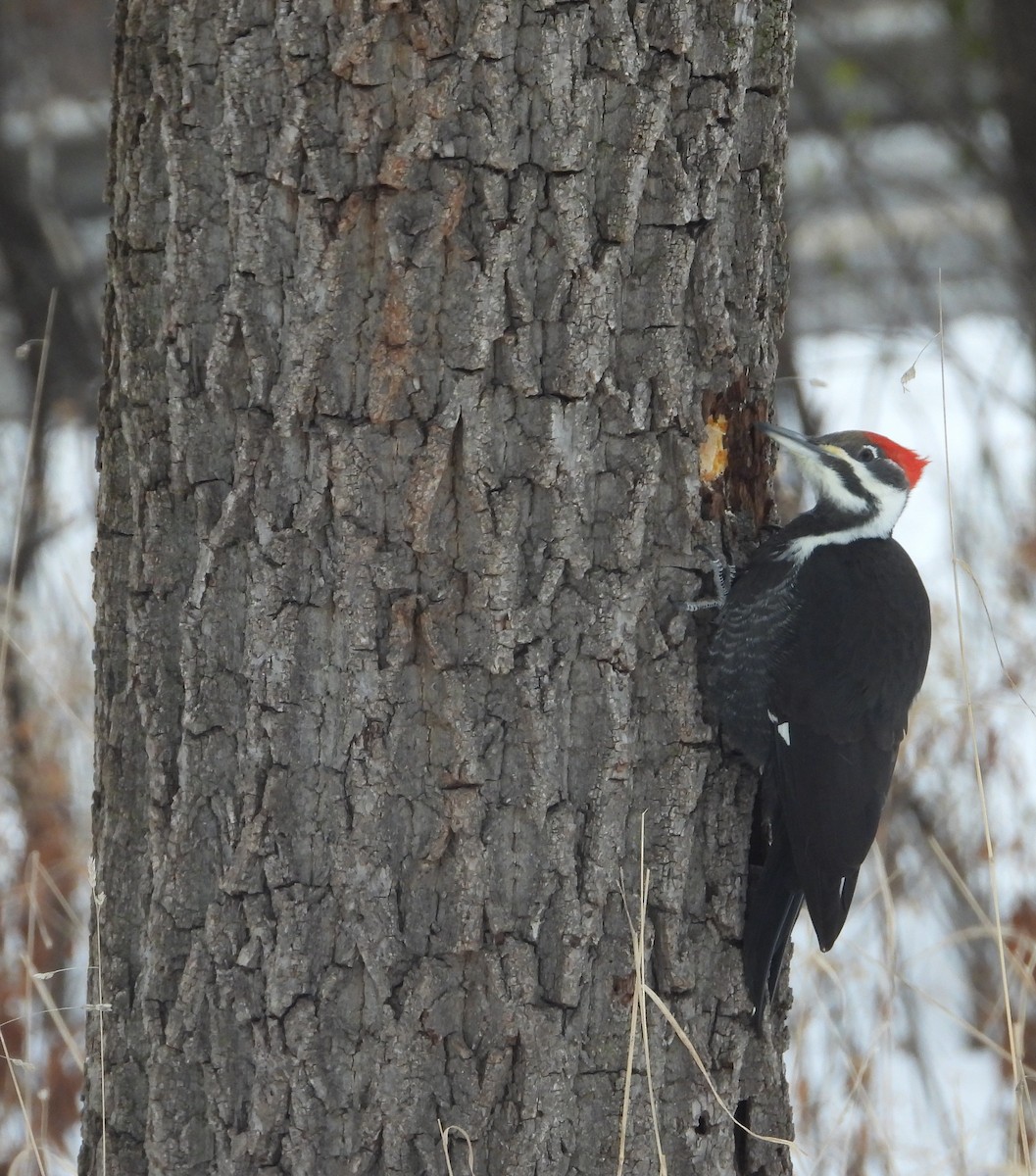 Жовна північна - ML646506672