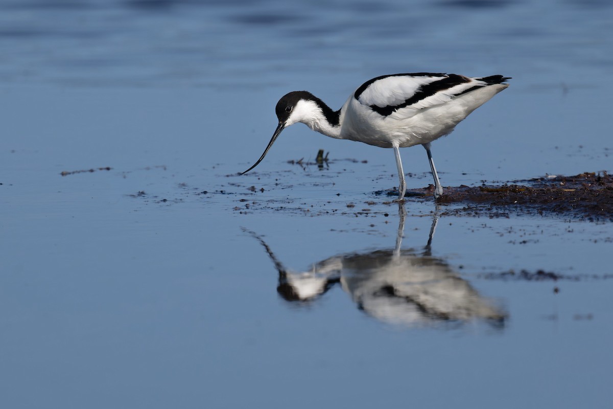 Pied Avocet - ML646506674