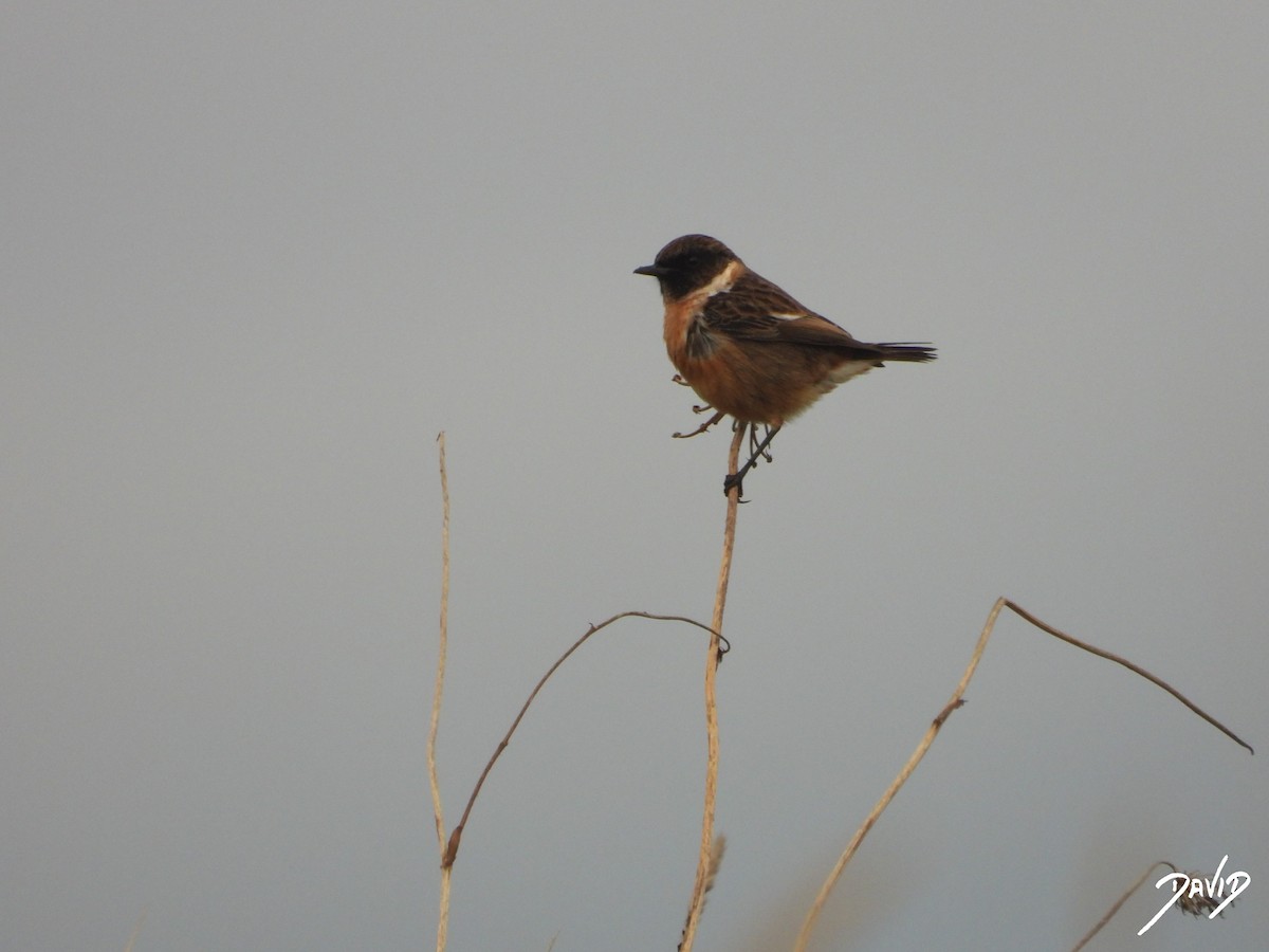 European Stonechat - ML646506675