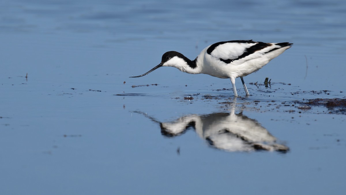 Pied Avocet - ML646506676