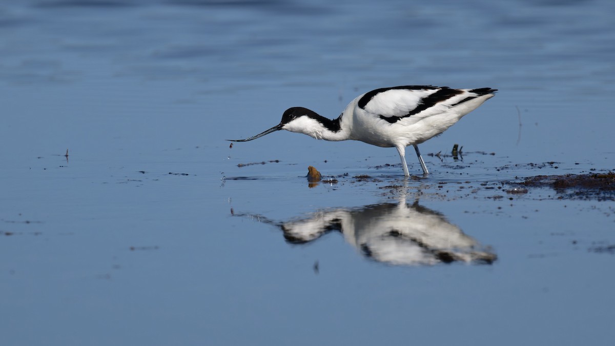 Pied Avocet - ML646506678