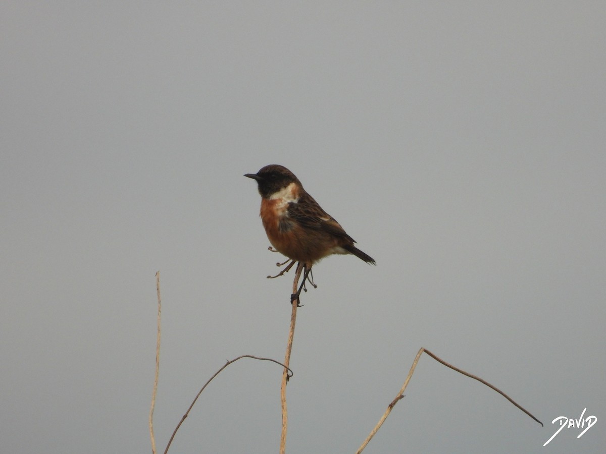 European Stonechat - ML646506679