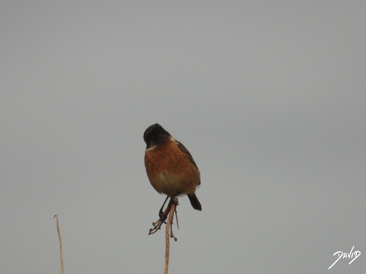 European Stonechat - ML646506682