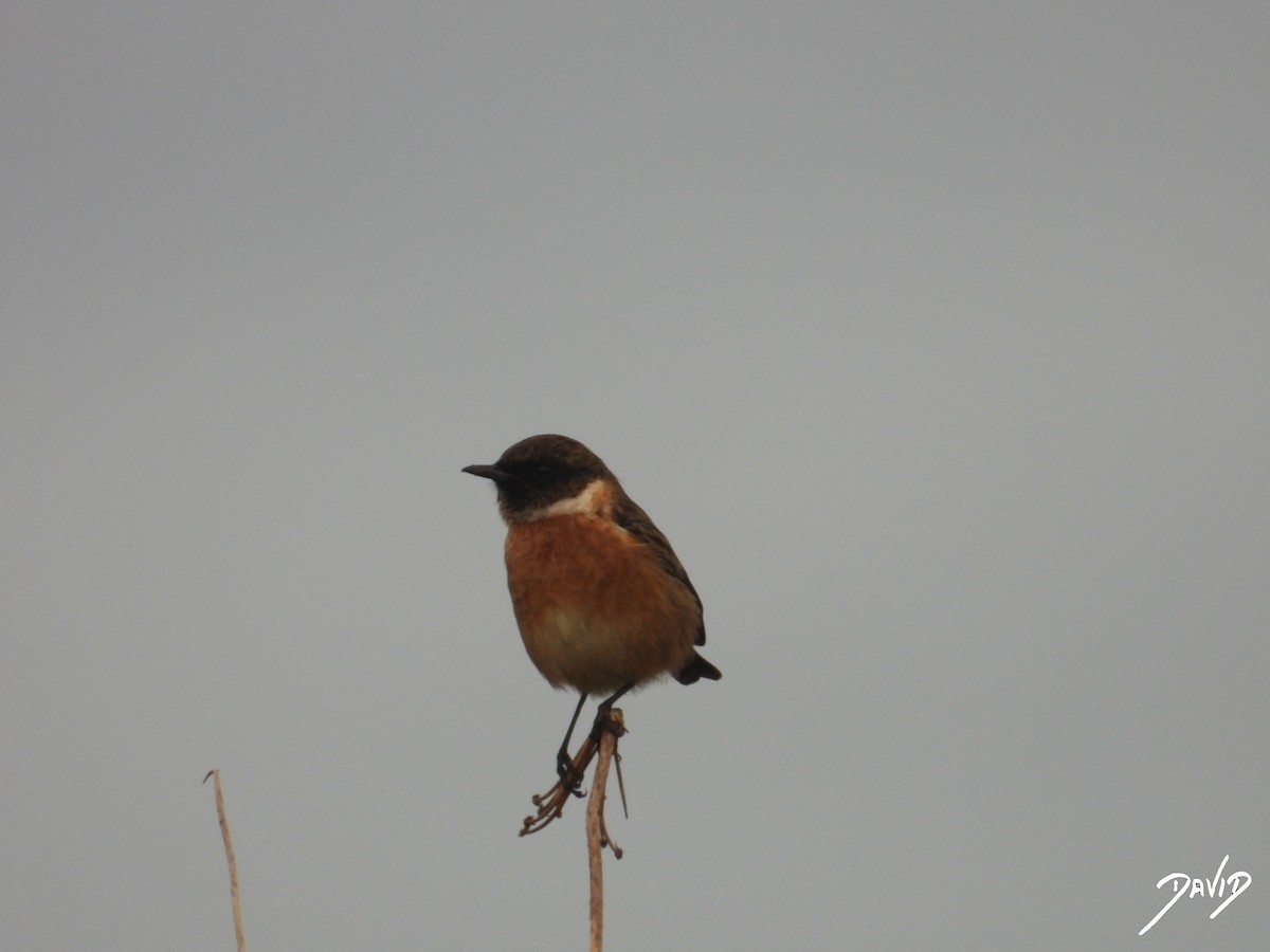 European Stonechat - ML646506683