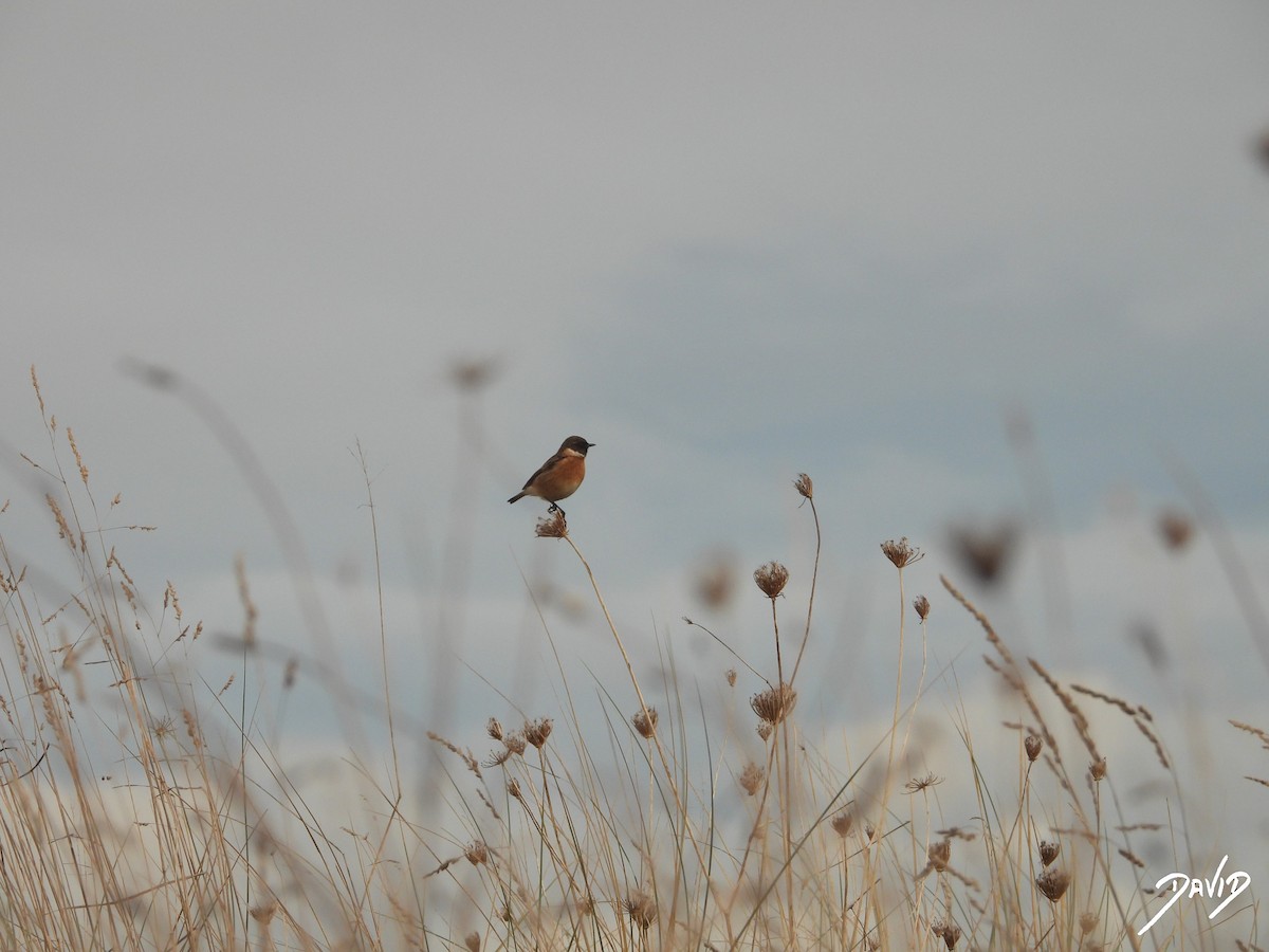 European Stonechat - ML646506684