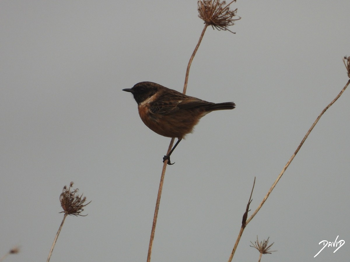 European Stonechat - ML646506686