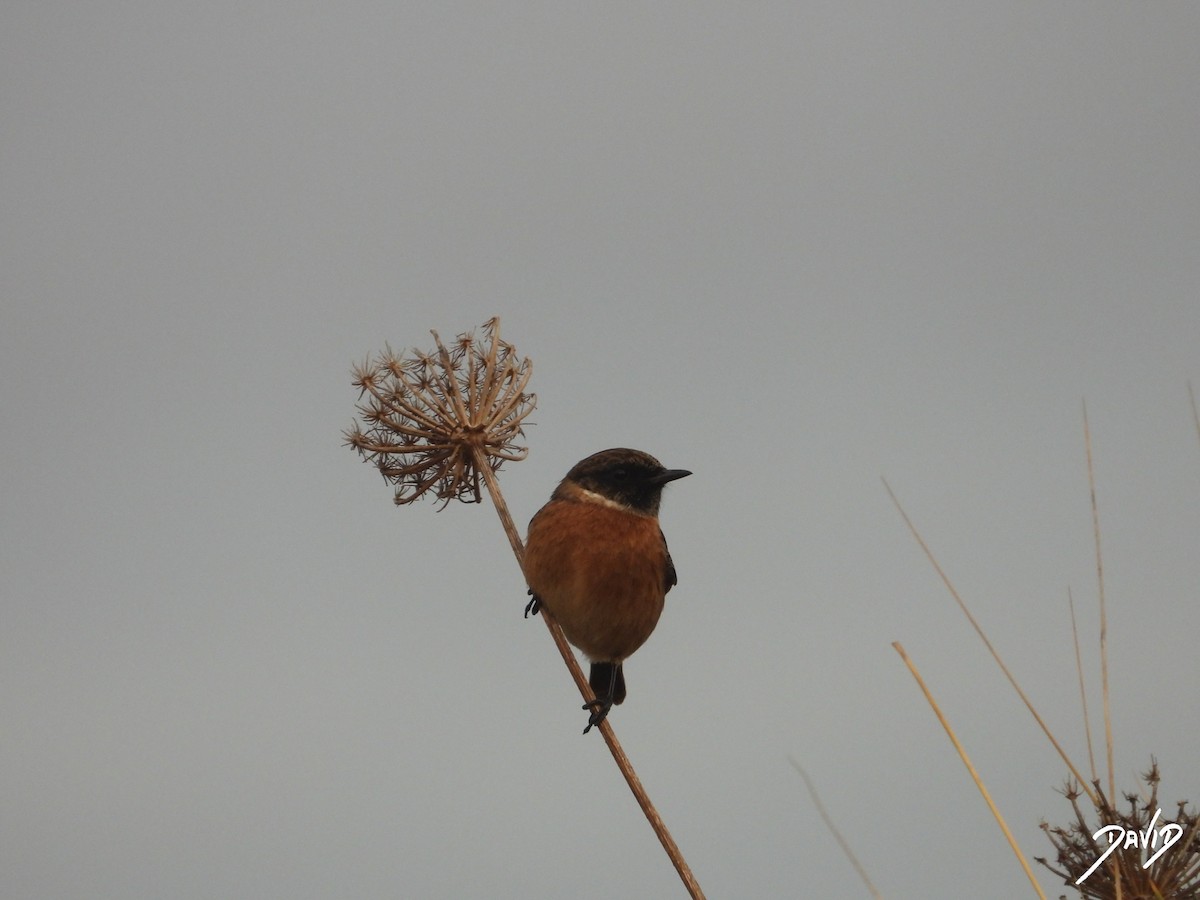European Stonechat - ML646506688
